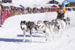 Lenk 2013